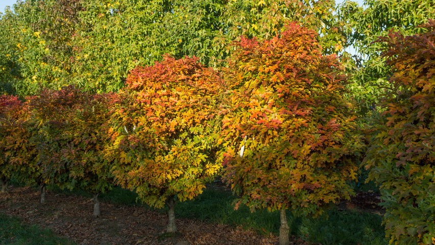 Quercus palustris 'Isabel' Многоствольные деревья
