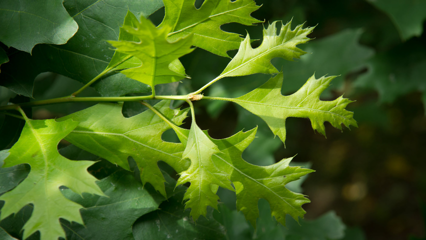 Quercus palustris blad