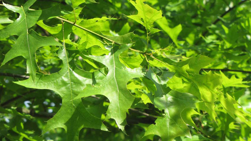 Quercus palustris blad