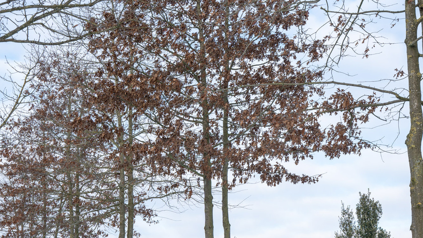 Quercus palustris meerstammig