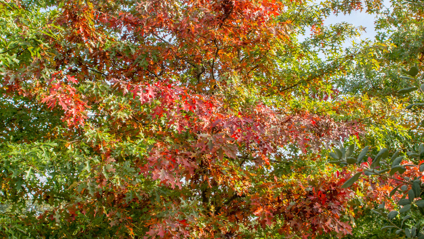 Quercus palustris meerstammig