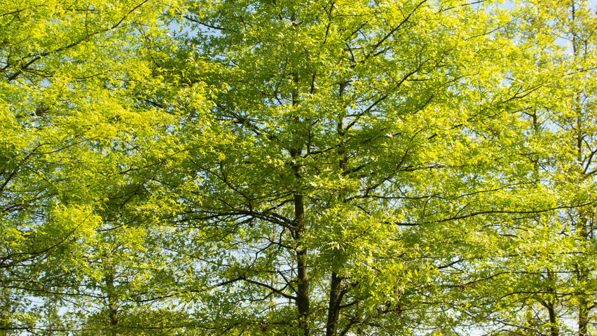 Quercus palustris meerstammig