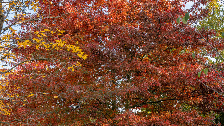 Quercus palustris meerstammig