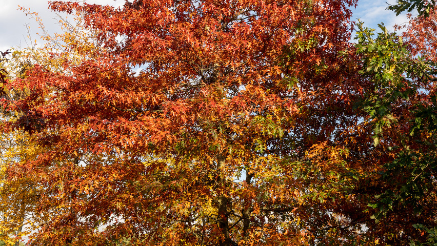 Quercus palustris meerstammig