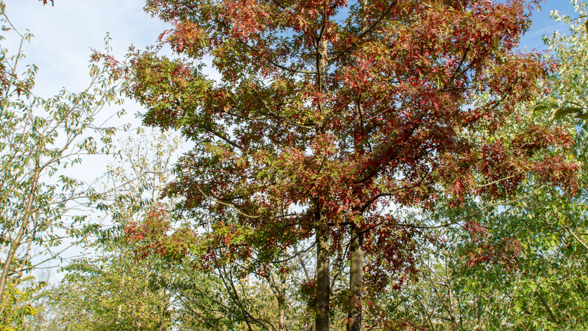 Quercus palustris meerstammig