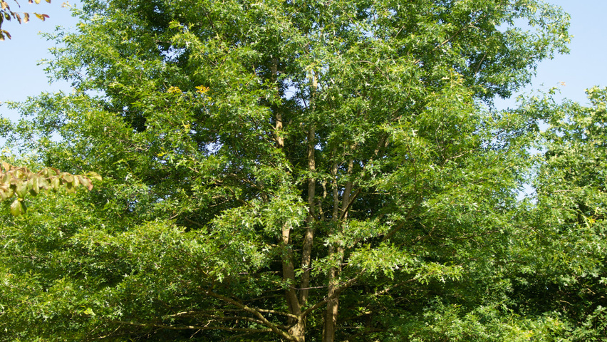 Quercus palustris meerstammig