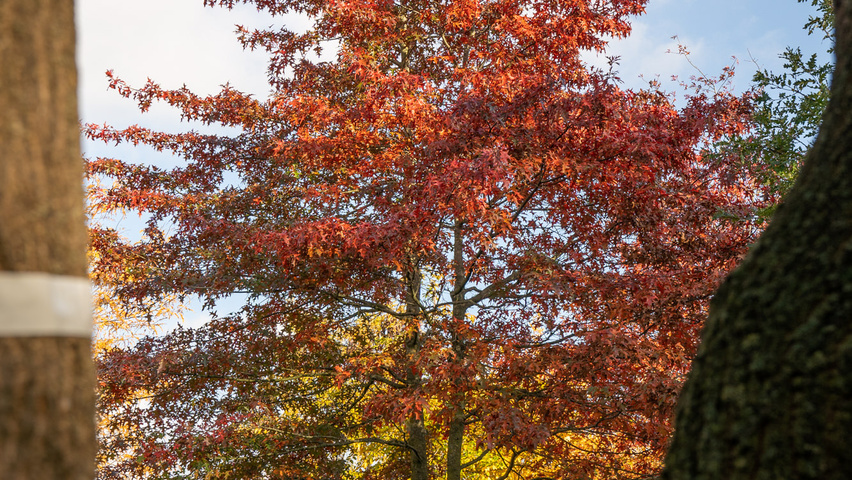 Quercus palustris meerstammig