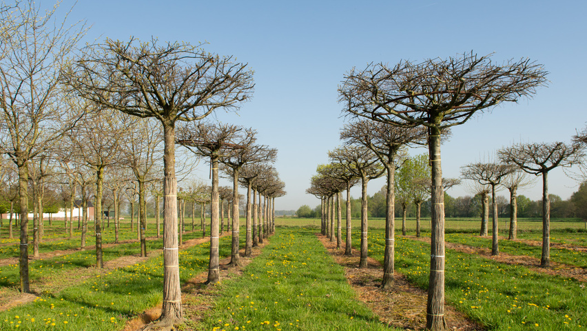 Quercus palustris dak
