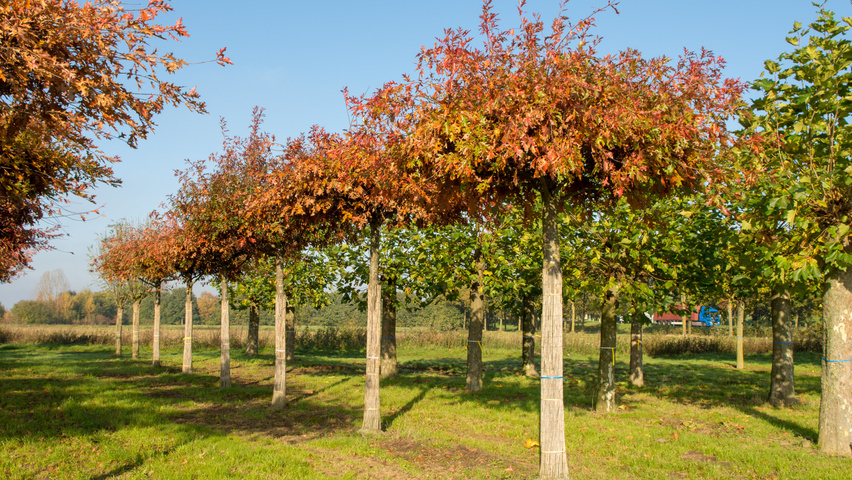 Quercus palustris dak