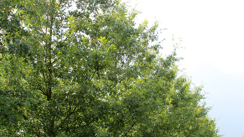 Quercus palustris 'Silhouette' standard tree