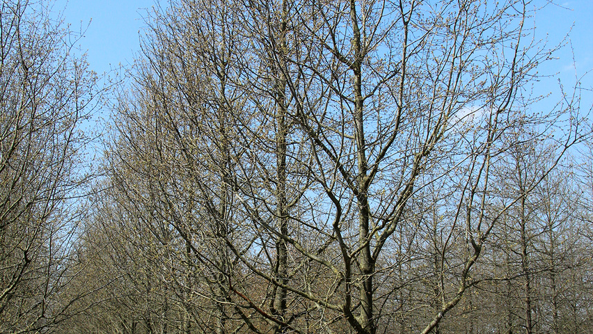 Quercus palustris 'Silhouette' standard tree