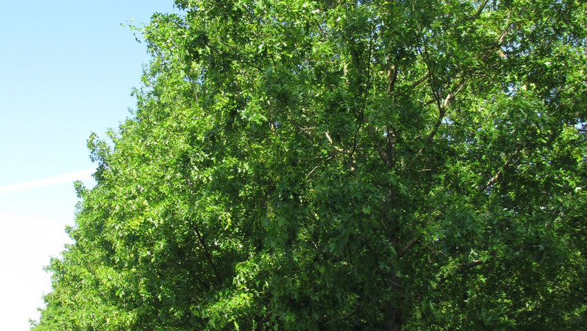 Quercus palustris 'Silhouette' standard tree