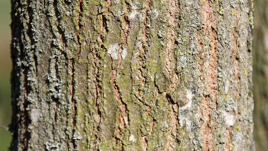 Quercus petraea bast