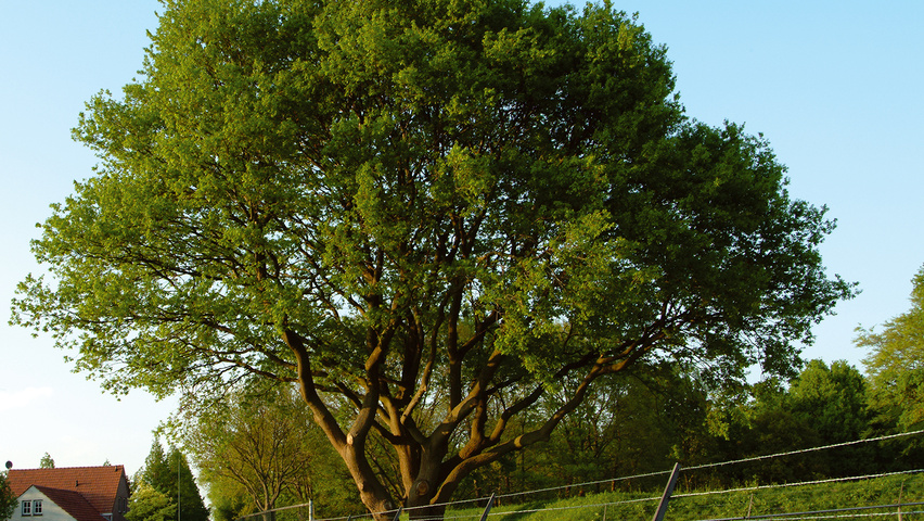 Quercus petraea karakteristiek