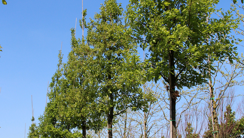 Quercus petraea hoogstam