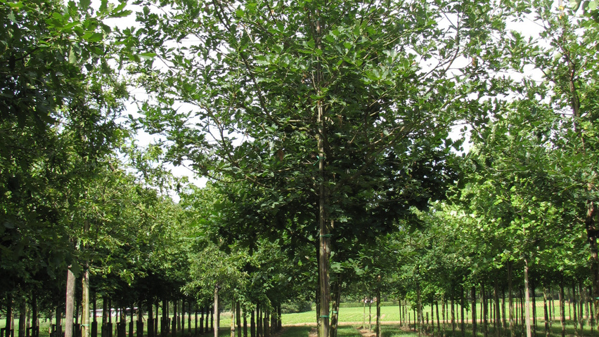 Quercus petraea hoogstam