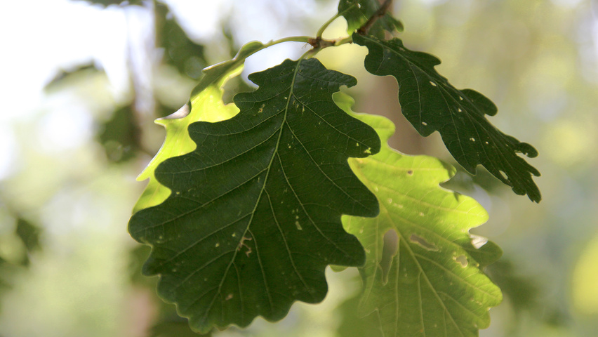Quercus petraea blad