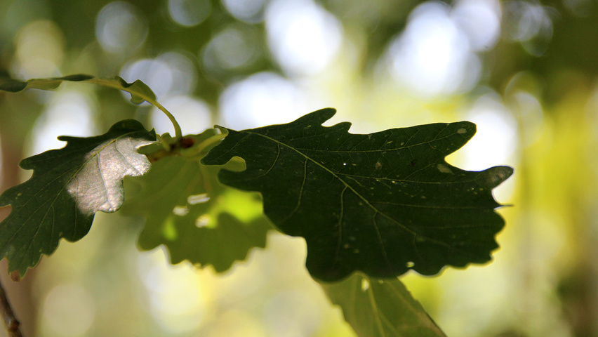 Quercus petraea blad