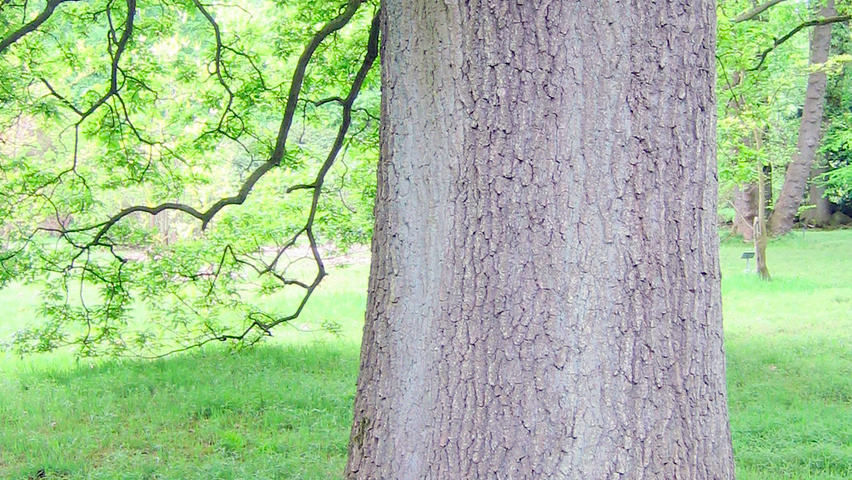 Quercus petraea 'Mespilifolia' Rinden
