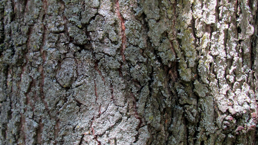 Quercus petraea 'Mespilifolia' Rinden