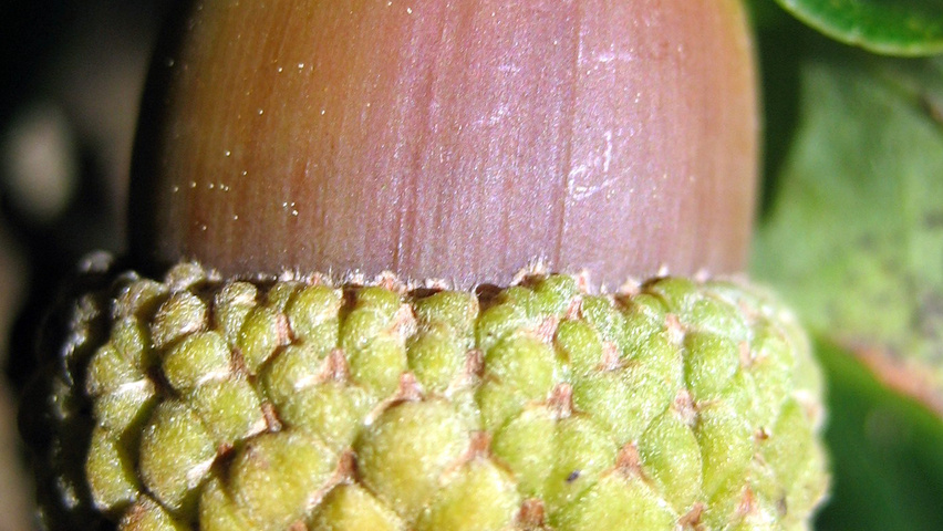 Quercus petraea 'Mespilifolia' Frucht