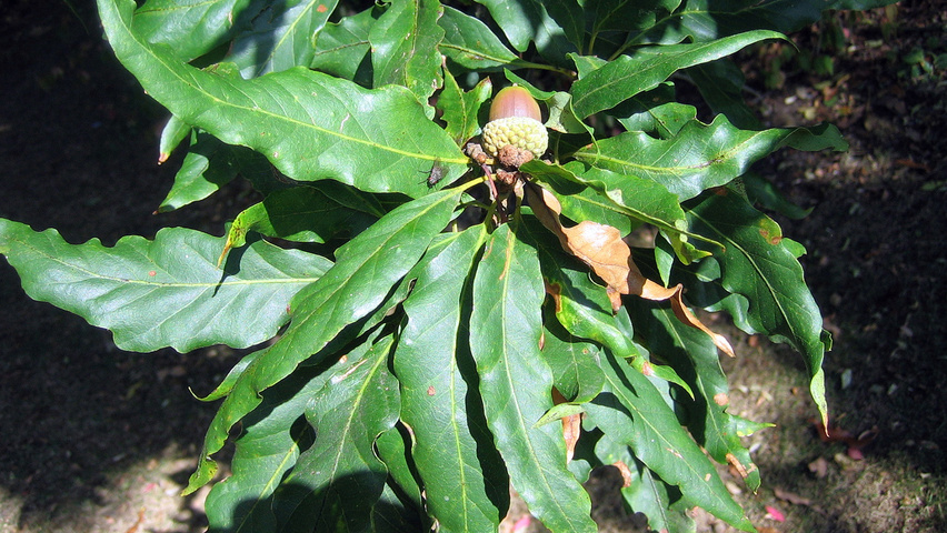 Quercus petraea 'Mespilifolia' Blatt