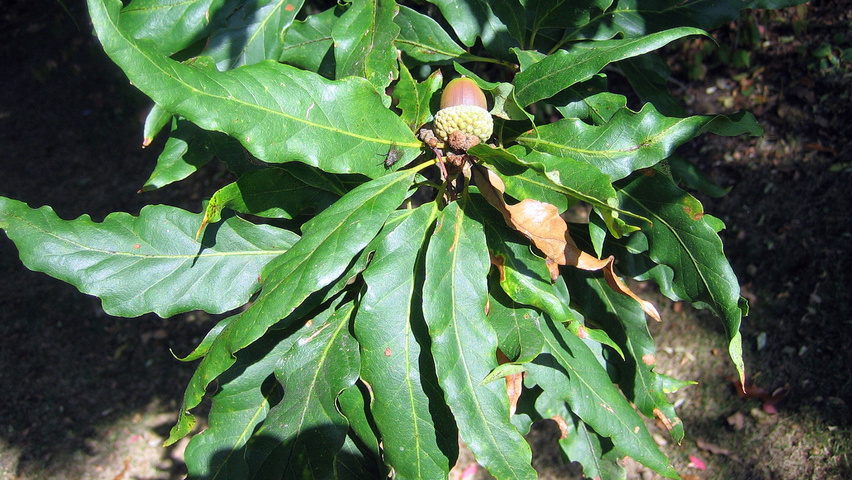 Quercus petraea 'Mespilifolia' | TreeEbb | Online tree ...