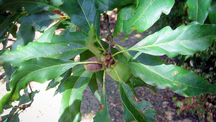 Quercus petraea 'Mespilifolia' Blatt