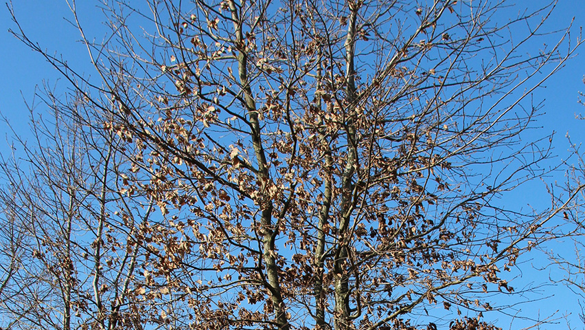 Quercus petraea meerstammig