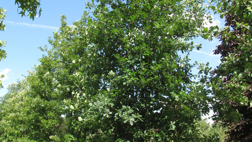 Quercus petraea meerstammig