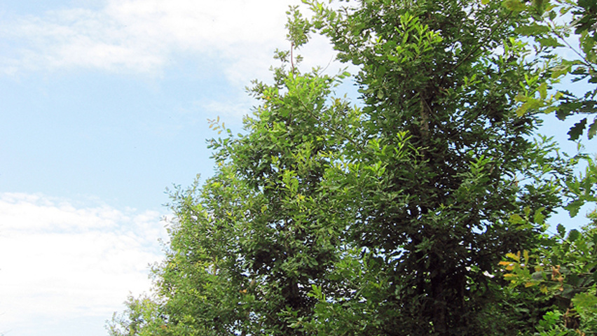 Quercus petraea meerstammig