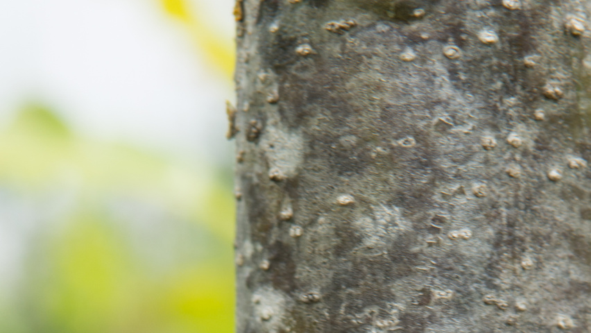 Quercus petraea 'Ryan' tronc