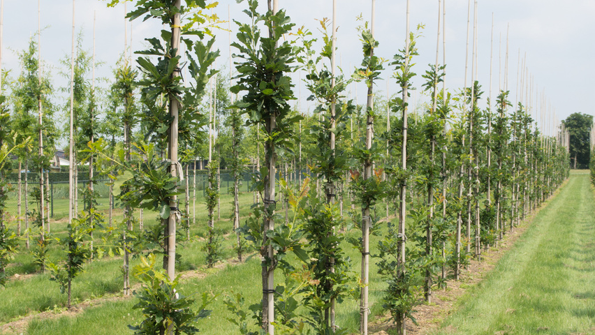 Quercus petraea 'Ryan' branchus de la base