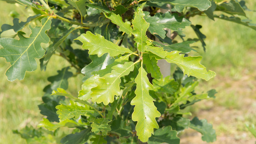 Quercus petraea 'Ryan' Feuilles