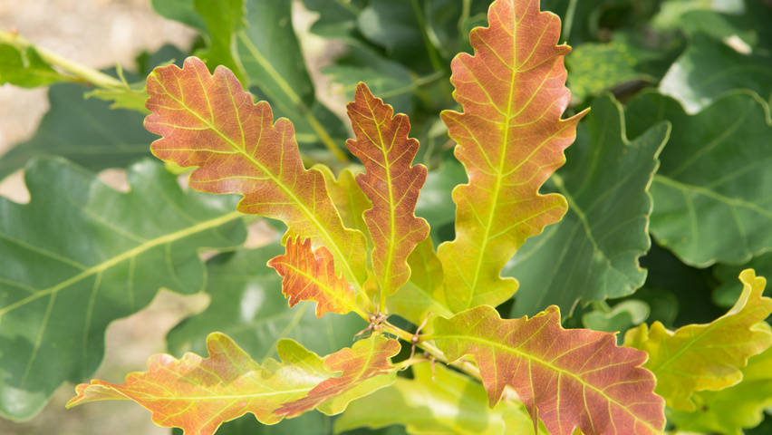 Quercus petraea 'Ryan' Feuilles