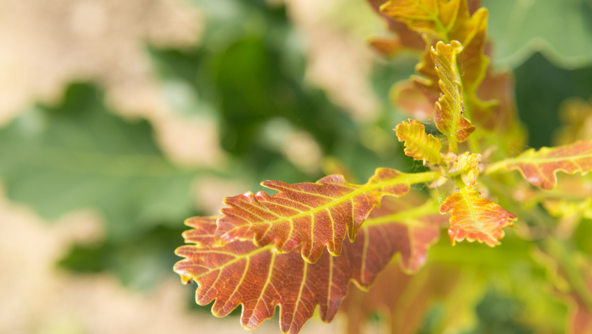 Quercus petraea 'Ryan' Feuilles