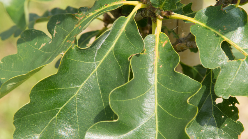 Quercus petraea 'Ryan' Feuilles