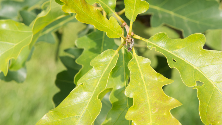Quercus petraea 'Ryan' Feuilles