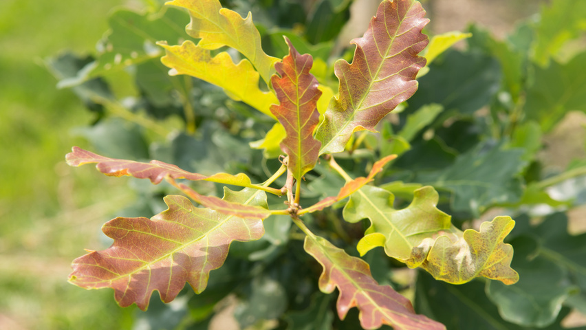 Quercus petraea 'Ryan' Feuilles