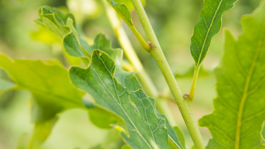 Quercus petraea 'Ryan' rameaux