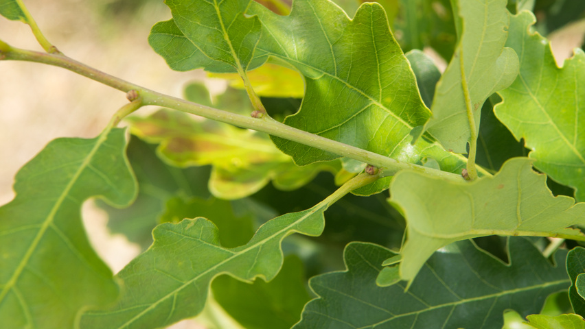 Quercus petraea 'Ryan' rameaux