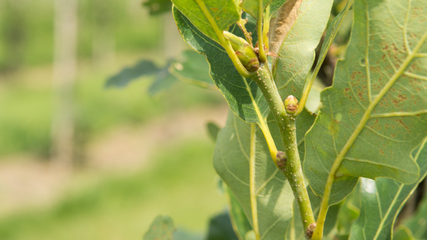 Quercus petraea 'Ryan' rameaux