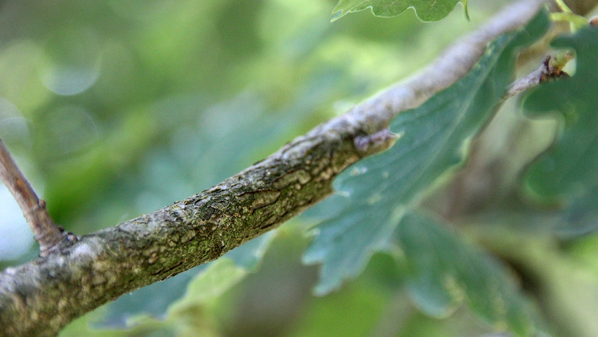 Quercus petraea twijgen