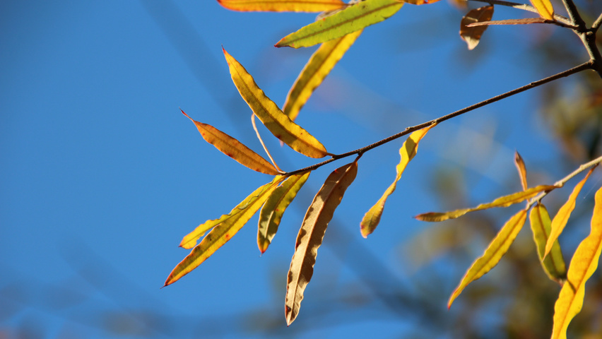 Quercus phellos Herbstblatt