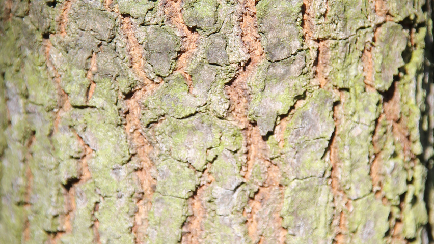 Quercus phellos Rinden