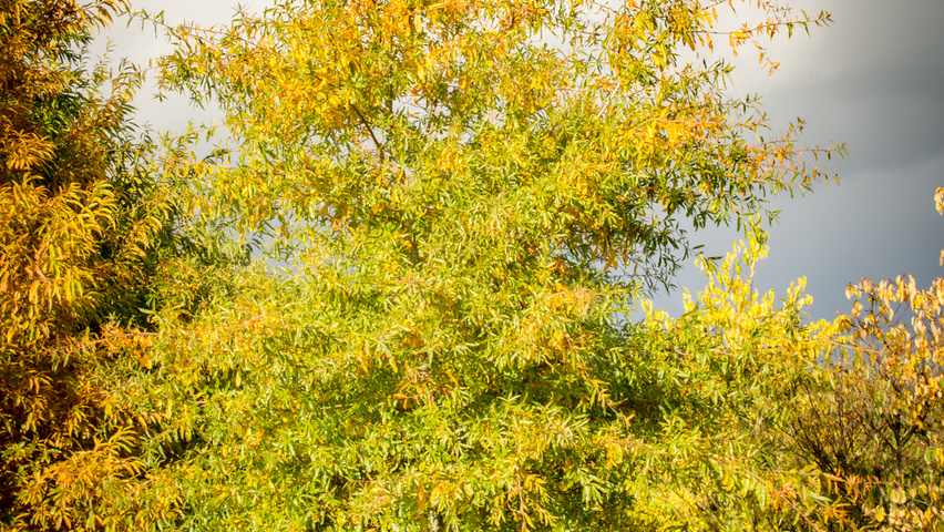 Quercus phellos Stammbüsche