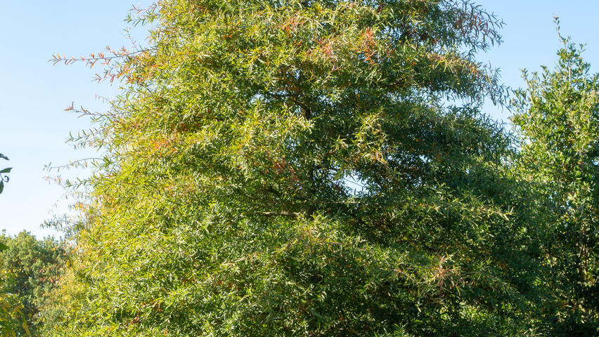 Quercus phellos Stammbüsche