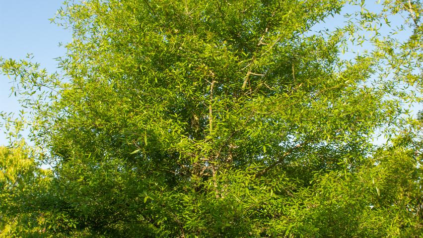 Quercus phellos Stammbüsche