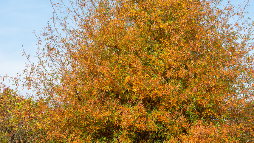Quercus phellos Stammbüsche
