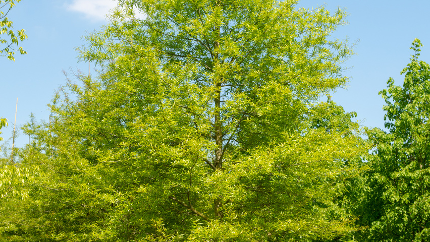 Quercus phellos hochstämmig